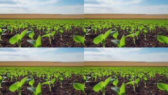 农田里的绿色幼苗生长景象高清在线视频素材下载