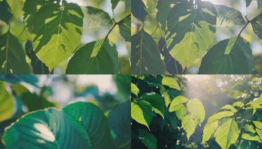 阳光下的绿色树叶特写高清在线视频素材下载