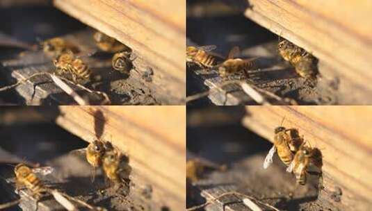 蜂 蜜蜂 特写 光影 采蜜蜂 人工养殖高清在线视频素材下载