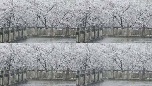 春雨大雨古建筑樱花特写高清在线视频素材下载