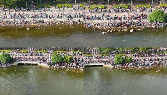 深圳湾公园观红嘴鸥人群、深圳湾观鸟高清在线视频素材下载