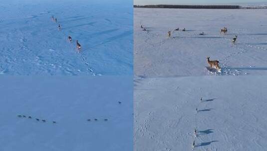 极寒雪原野生狍群合集高清在线视频素材下载