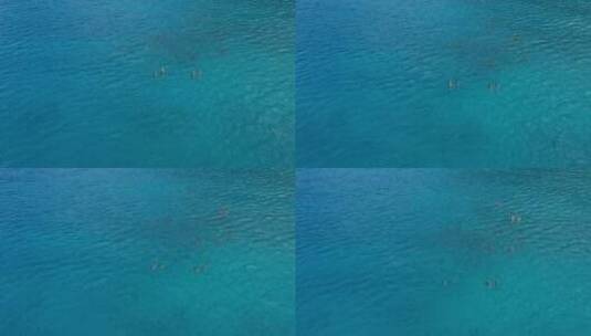 海豚鱼跃出水航拍高清在线视频素材下载