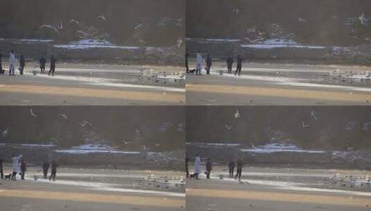 威海金海湾沙滩上飞舞的海鸥高清在线视频素材下载