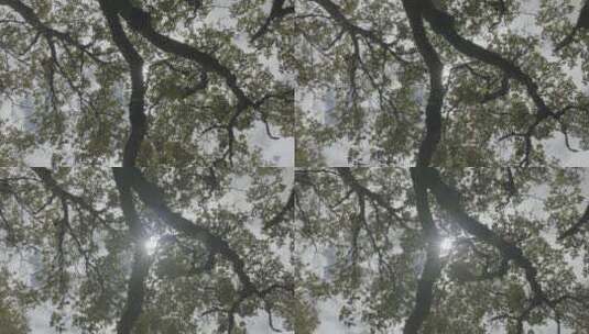 4k森林树木绿叶天空阳光旋转仰拍高清在线视频素材下载