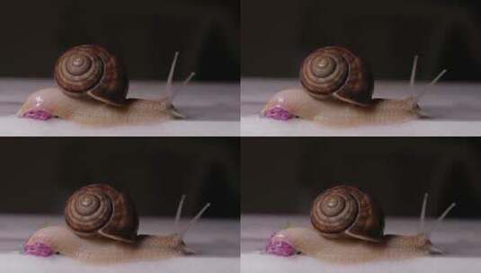 蜗牛爬过小花高清在线视频素材下载