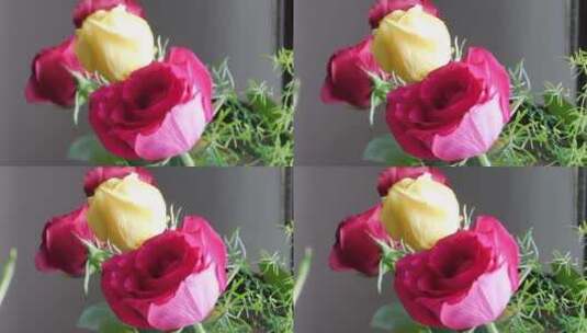 近距离镜头的粉红玫瑰高清在线视频素材下载