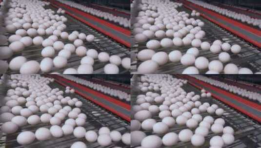 工厂输送机上的白色鸡蛋高清在线视频素材下载