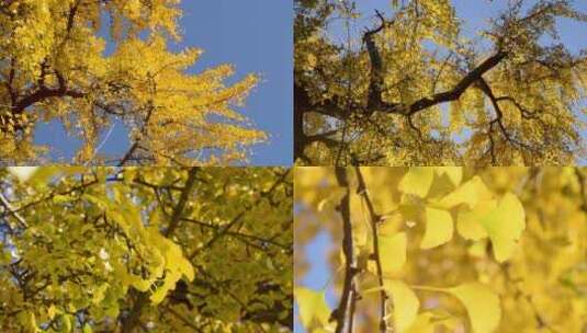 秋天 银杏 唯美 阳光透过树高清在线视频素材下载