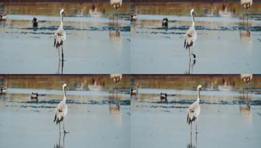 鹳鸟在湖面行走的特写高清在线视频素材下载