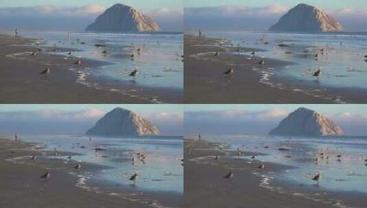 加州中部海岸的海鸥高清在线视频素材下载