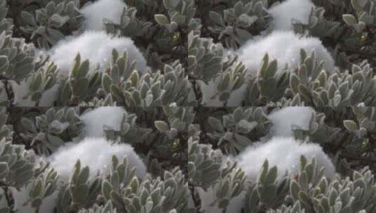 曼扎尼塔树上的雪和霜高清在线视频素材下载