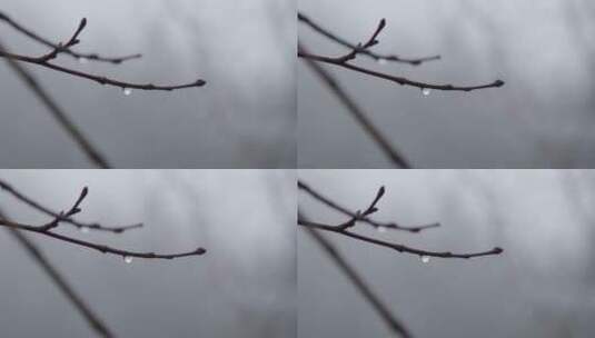 雨滴滴到树枝上的特写镜头高清在线视频素材下载
