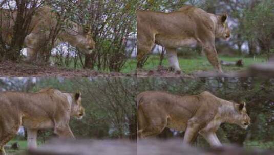 母狮在森林里徘徊高清在线视频素材下载