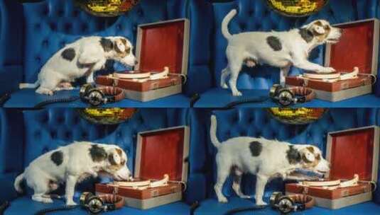 狗狗看着红色的唱片机高清在线视频素材下载