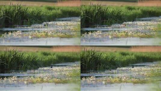 河水上的鸭子高清在线视频素材下载