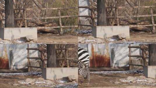 国家级保护动物野生动物斑马幼崽高清在线视频素材下载