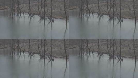 长在水中的槐树高清在线视频素材下载