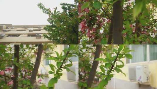 【镜头合集】春季植物发芽绿叶叶子高清在线视频素材下载