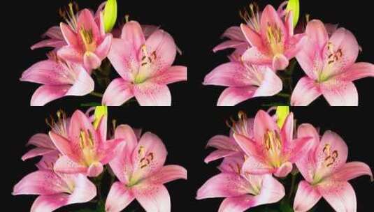 几朵粉色的百合花开放了高清在线视频素材下载