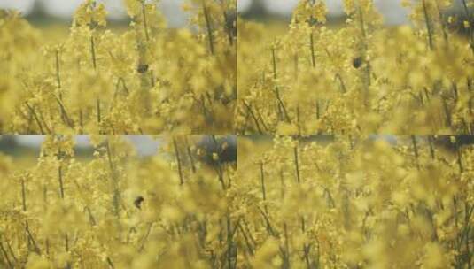 为鲜艳的黄花授粉的蜜蜂高清在线视频素材下载