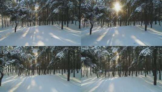 冬季探险森林高清在线视频素材下载