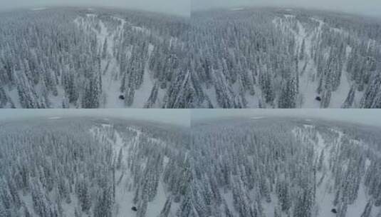 树林里的树上落满了白雪_高清在线视频素材下载