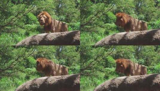 森林之王狮子高清在线视频素材下载