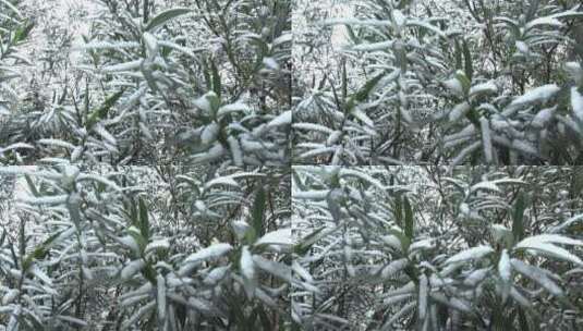 下雪天树叶上的积雪高清在线视频素材下载