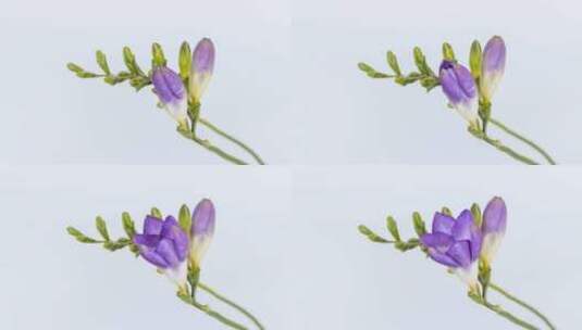 紫色的香雪兰花朵绽放的延时高清在线视频素材下载