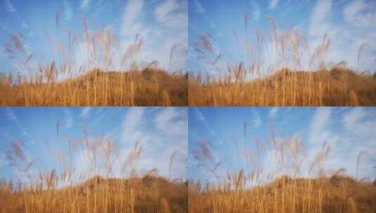 实拍秋天蓝天芦苇野草植物高清在线视频素材下载