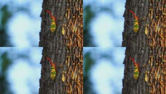 微距拍摄树木龙眼鸡高清在线视频素材下载