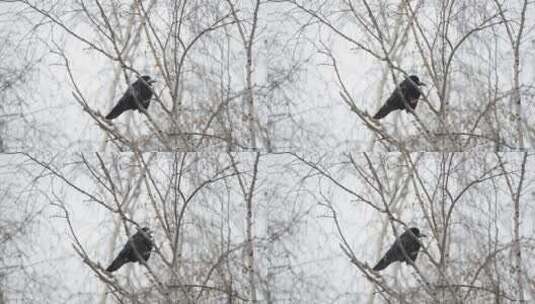 在雪地里休息的乌鸦高清在线视频素材下载