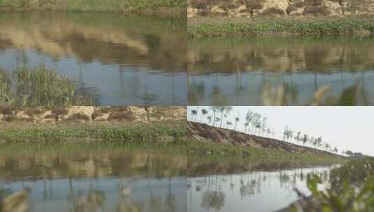 河水边上的草高清在线视频素材下载