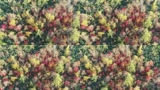 航拍大兴安岭秋季五彩森林高清在线视频素材下载