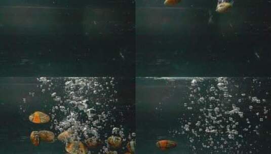 扇贝文蛤静物图水箱拍摄唯美感高清在线视频素材下载
