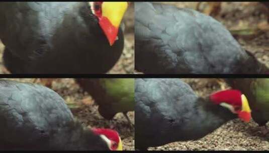红头黑鸟动物园野生动物高清在线视频素材下载