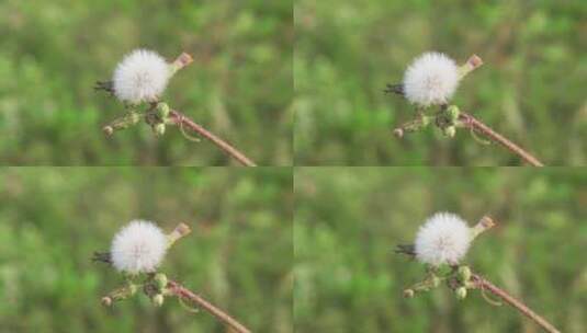 城市内的花——苦苣菜高清在线视频素材下载