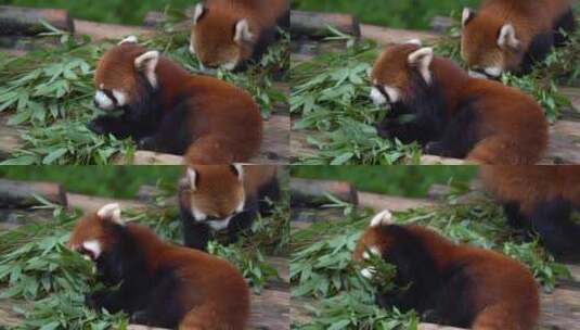 两只小熊猫吃竹子高清在线视频素材下载