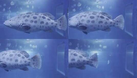 石斑鱼 游泳高清在线视频素材下载