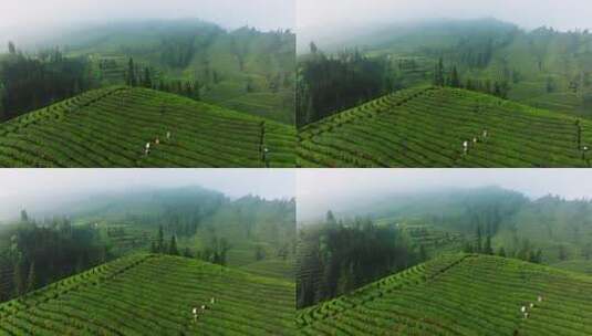 四川茶山航拍 农民在采摘茶叶航拍高清在线视频素材下载