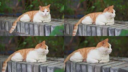 橘猫躺在窗台上休息高清在线视频素材下载