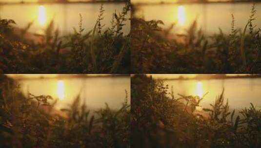 4K 合集 夕阳下河边小草的剪影慢镜头高清在线视频素材下载