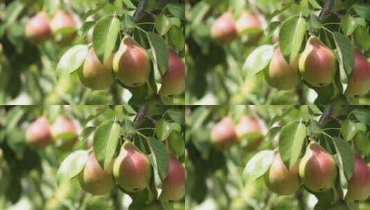 枝头成熟的梨子高清在线视频素材下载