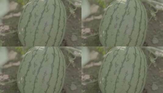 西瓜种植LOG高清在线视频素材下载
