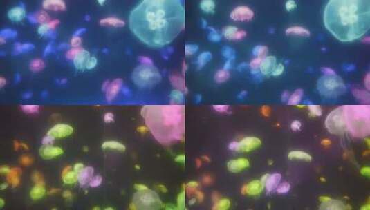 彩色水母、水族馆水母高清在线视频素材下载