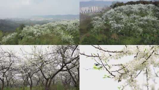 李花航拍特写3高清在线视频素材下载