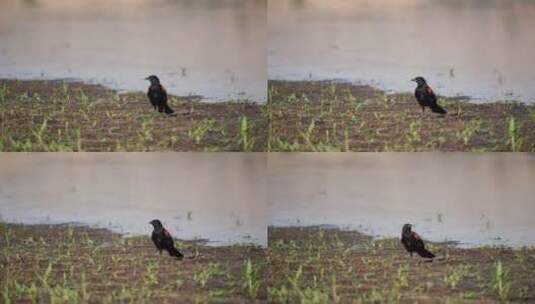 河边的黑乌鸦高清在线视频素材下载