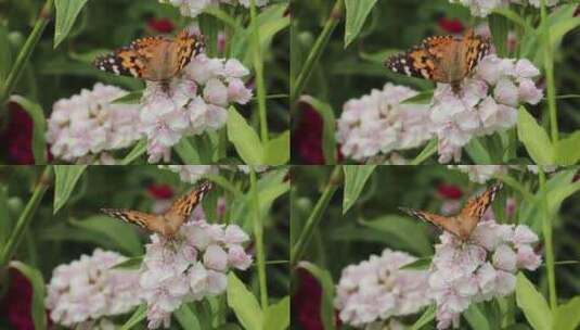 蝴蝶在白色花朵上采食花蜜高清在线视频素材下载