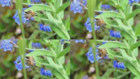 蜜蜂慢动作。特写蜜蜂授粉花慢动作高清在线视频素材下载